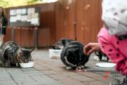 Выживших в обстрелах Донбасса кошек везут на пристройство в Челябинск