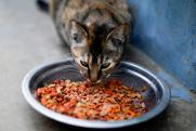 Чем заменить иностранные корма для собак и кошек: отвечает кинолог