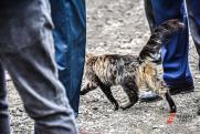 На убийства и увечья кошек пожаловались жители Новосибирской области
