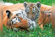 «Роснефть» помогает сохранению популяции амурского тигра