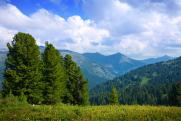 В рамках акции «Сохраним лес» на Алтае будут высажены молодые деревья