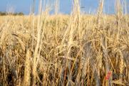 Почему Россия вышла из «зерновой сделки» и каковы будут последствия