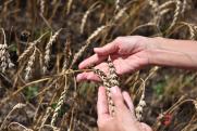 В Красноярском крае урожай собран на 88 %