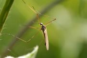 В Челябинской области из-за комаров зацвели «зеленые розы»