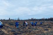 Нижегородцы высадили новые ели вместо сгоревших в рамках акции «Сохраним лес»