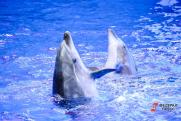 Труп дельфина из Приморского океанариума доставили на экспертизу в Уссурийск