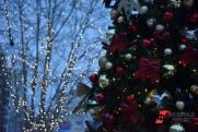 В Калининграде отменили покупку новогодней ели: жители просят отправить деньги мобилизованным