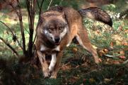 В Карелии начнут охоту на волков из-за жалоб жителей поселков