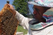 Стала известна причина массовой гибели пчел в Красноярском крае
