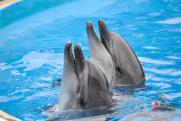 Политолог и зоозащитник раскритиковал выпуск дельфинов в акваторию Севастополя