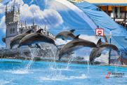Бизнесмен в Севастополе заявил, что «ему по барабану» уголовное дело из-за дельфинов