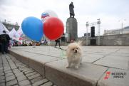 Почему собаки в Крыму кусают людей и гадят в неположенных местах, а потом бесследно исчезают