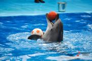 Росприроднадзор спасает дельфинов, которых выбросили в Черное море