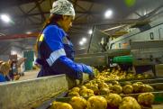 Урожай картофеля и овощей в Тюменской области оказался самым большим в УрФО