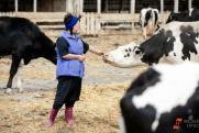 Молочную ферму в Тюменской области оштрафовали за свалку коровьих трупов