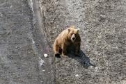 На улицах Нижневартовска появился медведь: жители города напуганы
