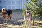 Башкирского главу сельсовета признали виновным в смерти загрызенного собаками ребенка