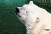 В Красноярском крае медведь вышел к ледоколу на запах еды