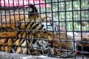 Уголовное дело по факту обнаружения останков тигров возбуждено в Приморье