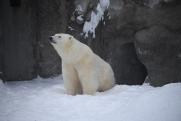 Жизнь белых медведей в Арктике оказалась под угрозой из-за военных испытаний