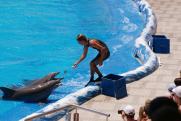 В Севастополе нашли двух мертвых дельфинов