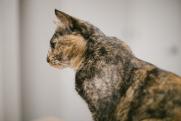 Старейшая кошка в мире попала в Книгу рекордов Гиннесса