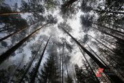 В лесах Хакасии завершился пожароопасный сезон