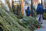 В Петербурге конфисковали около двух тысяч елок с незаконных базаров