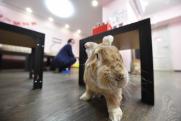 Кролик-гигант Лев Валентинович поедет в Пермь исправлять демографическую ситуацию