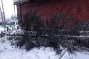 В Иркутске вандалы срубили ель на территории военного городка