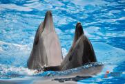 Севастопольская прокуратура озвучила штраф за выпуск дельфинов в море