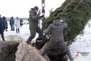 Мэрия Екатеринбурга намерена и дальше ставить живую ель в ледовом городке