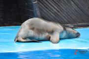 Россельхознадзор не выявил инфекционных заболеваний у погибших в Каспийском море тюленей