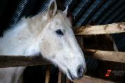 В Якутске для лошадей организовали штраф-стоянку: почти 7 тысяч рублей в сутки