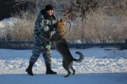 Мобилизованный из Сургута попросил пристроить его собак: воют и раздражают соседей