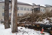 Сити-менеджер Калининграда опровергла вырубку деревьев рядом с Верхним озером