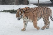 Нападение тигра на охотника в Хабаровском крае: новые подробности