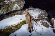 В нацпарке «Земля леопарда» прокомментировали убийство краснокнижного лесного кота в Приморье: «Бесчеловечно»
