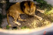 Спасенный челябинским ветеринаром лев Симба переехал из реабилитационного центра в Танзании