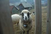 В Ульяновской области из-за паводка погибло стадо из 600 овец