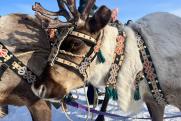 «Буран» и оленья упряжка: как в Якутии прошел международный чемпионат по традиционному оленеводству
