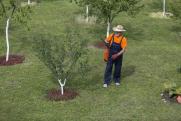 Как избавить плодовые деревья от вредителей весной: советы агронома