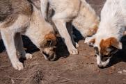 Оренбургская зоозащитница о проблеме бездомных животных: «Закон не работает»