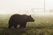 Волки и медведи бродят по территории крупного предприятия в Карелии
