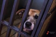 В Тагиле для спасения избитой собаки вскрыли двери в квартиру блогера-живодера