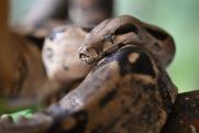 В Тюменской области проснулись змеи: как избежать опасности и спасти себя от яда гадюки