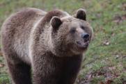 Охотовед рассказал, как встретиться с медведем и не умереть: «Поможет железная ложка»