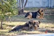Зоозащитники Пскова выступили с открытым письмом против закона о «гуманной эвтаназии» бездомных животных