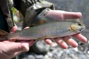 В Хабаровском крае берег завалило мертвой рыбой: массовая гибель происходит второй год подряд