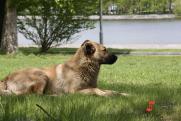 Жители Каменска-Уральского отобрали измученную собаку у зоосадиста